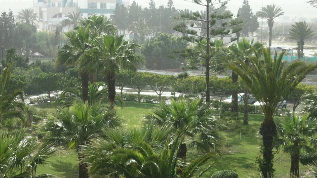 热带的风和雨落在绿色的棕榈树叶子上。飓风暴雨。旋风。热带暴雨在丛林中映衬着棕榈树。视频素材