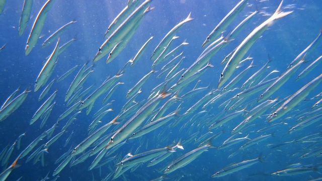 与黄尾Barracuda (Sphyraena flavicauda)潜水视频素材