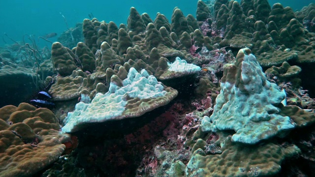 刺冠海星引起的暗礁水下珊瑚白化视频素材