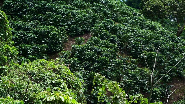 大咖啡种植园视频素材