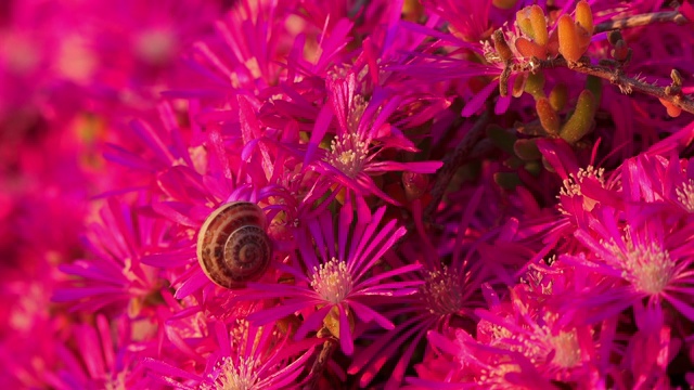 亮紫色的花(Lampranthus spectabilis)特写视频素材