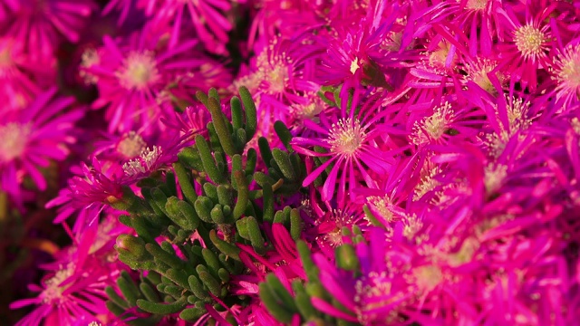 亮紫色的花(Lampranthus spectabilis)特写视频素材