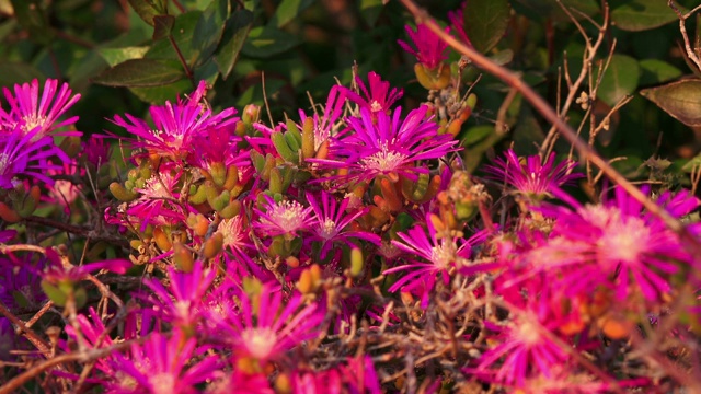 亮紫色的花(Lampranthus spectabilis)特写视频素材