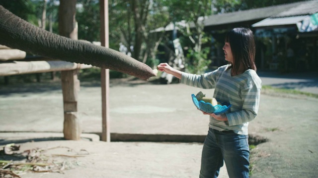 美女喂大象视频素材