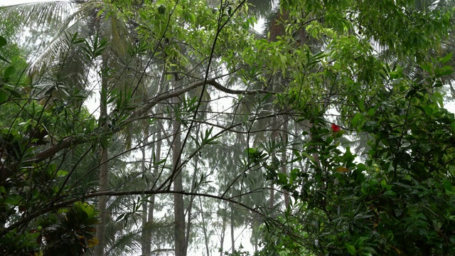 桑给巴尔的热带降雨视频素材