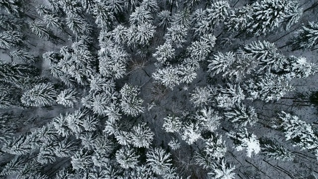 在白雪覆盖的树梢上旋转视频素材