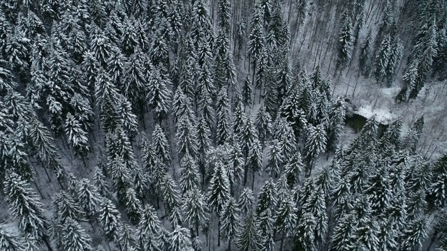 从高角度看被雪覆盖的森林视频素材