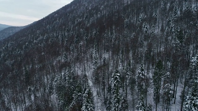 冬天在针叶林上空飞行视频素材