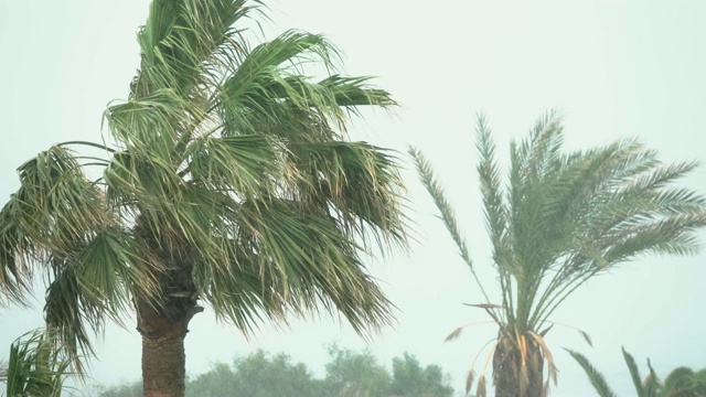 棕榈树在热带风暴的强风中摇曳。飓风暴雨。强热带风暴视频素材