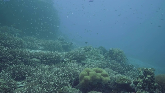 珊瑚礁背景下的深海热带鱼。水下世界和栖息地，而水肺潜水在珊瑚礁和鱼在深海。水下生活和海洋世界。视频素材