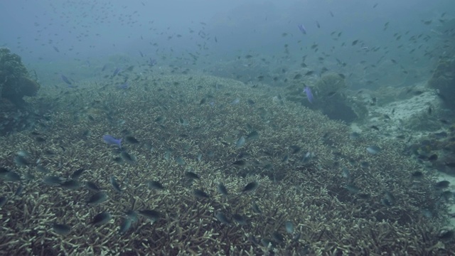 海鱼游过珊瑚礁和海草在海底水下的景象。珊瑚礁景观中的蓝色海洋中的热带鱼群。在深海潜水和浮潜。视频素材