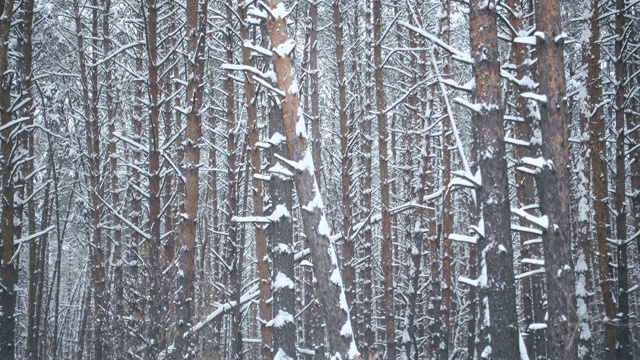 无缝的画面，飘落的雪花在美丽的松林冬天。视频素材