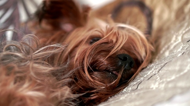 在室内床上睡觉的约克郡犬，特写视频素材