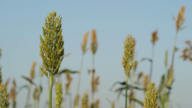 谷子或高粱是一种重要的谷类作物视频素材