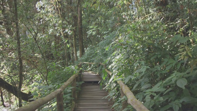 4k，泰国夏季热带雨林步道视频素材