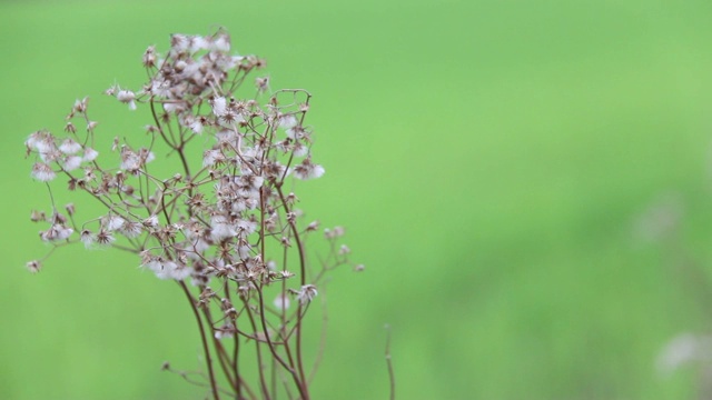 风中花草视频素材