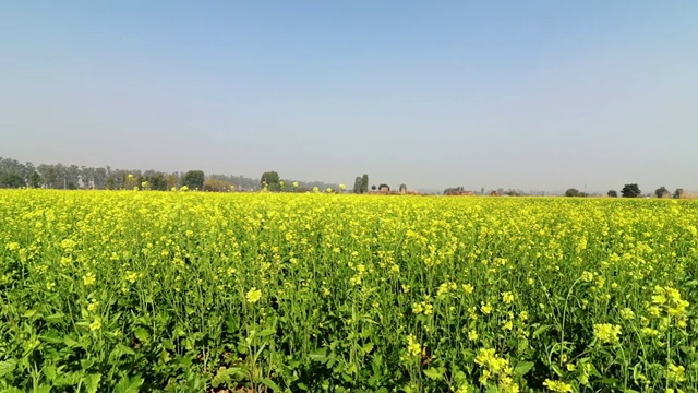 在日出的芥菜田视频素材