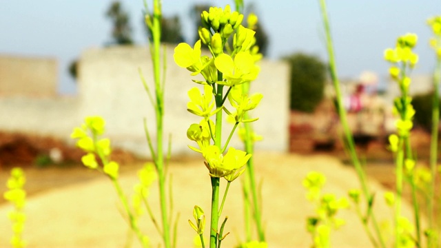 在日出的芥菜田视频素材