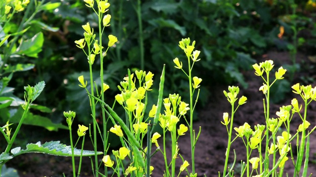 在日出的芥菜田视频素材