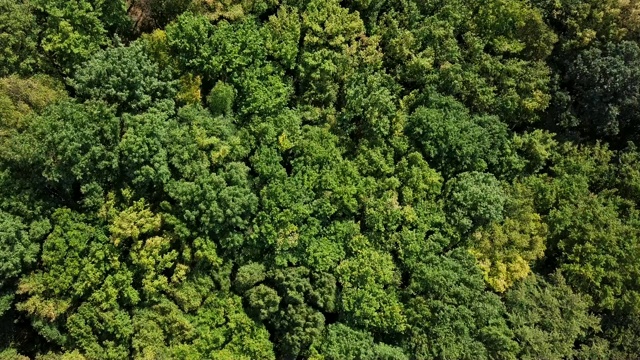 静态空中鸟瞰夏季森林顶部与温和的风背景视频素材