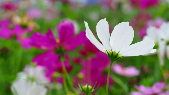 近白宇宙花孤立和风吹白宇宙花盛开在花园里。4k电影胶片视频素材