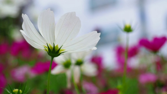 近白宇宙花孤立和风吹白宇宙花盛开在花园里。4k电影胶片视频素材