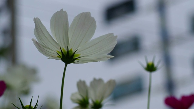 近白宇宙花孤立和风吹白宇宙花盛开在花园里。4k电影胶片视频素材