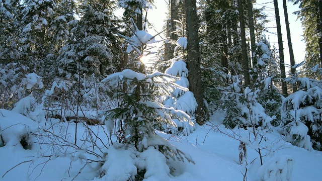 阳光和白雪覆盖的树木视频素材