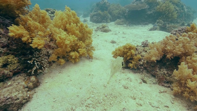 在海底珊瑚礁附近游泳的热带鱼。水下景观游泳鱼在清澈的海水。在深海潜水的同时观看海洋生物。视频素材