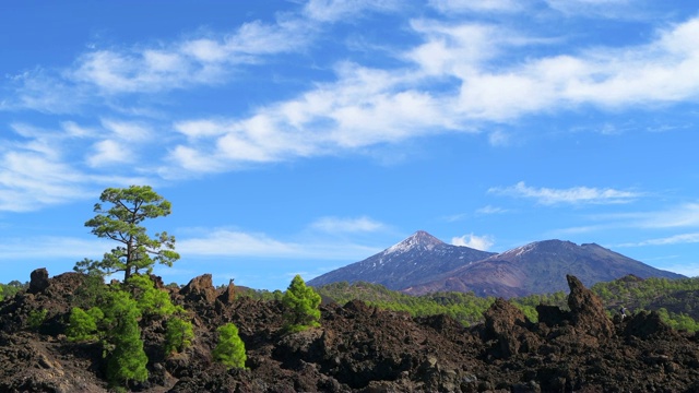 蒙大拿州萨马拉的泰德国家公园里的泰德火山松树。泰德岛，泰德国家公园，特内里费，加那利群岛，西班牙。视频素材