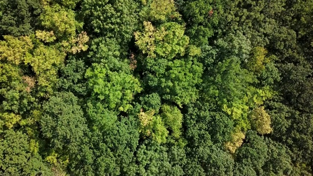 空中鸟瞰夏季森林顶部与温和的风背景视频素材