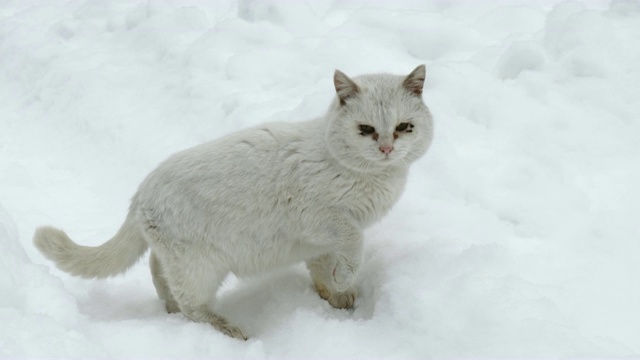 无家可归的白色猫在户外的雪地上行走视频素材