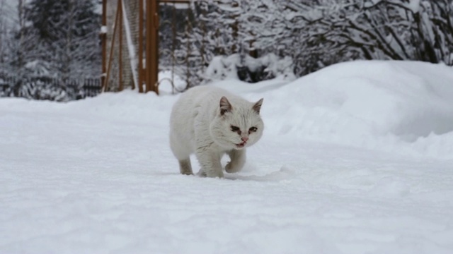 无家可归的白色猫在户外的雪地上行走视频素材