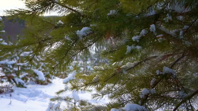 森林里的云杉慢慢滴下雪花视频素材