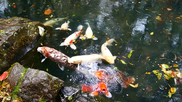 动物野生动物视频组的锦鲤游泳在一个自然的池塘，这是幸福的日本。使锦鲤鱼健康和大型动物野生动物的概念。视频素材