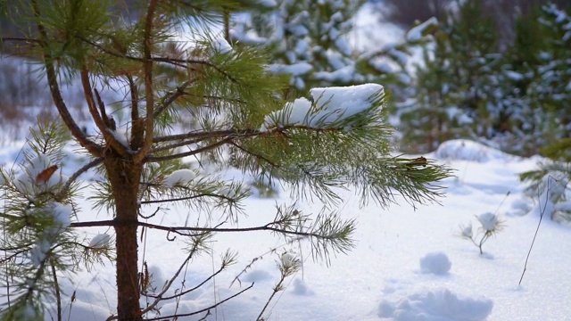 森林里的云杉慢慢滴下雪花视频素材