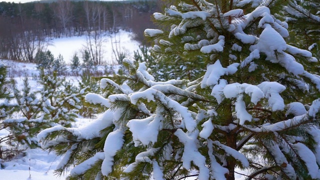 森林里的云杉慢慢滴下雪花视频素材