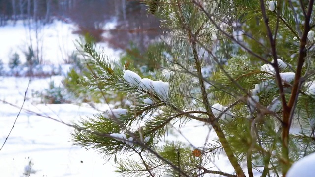 森林里的云杉慢慢滴下雪花视频素材