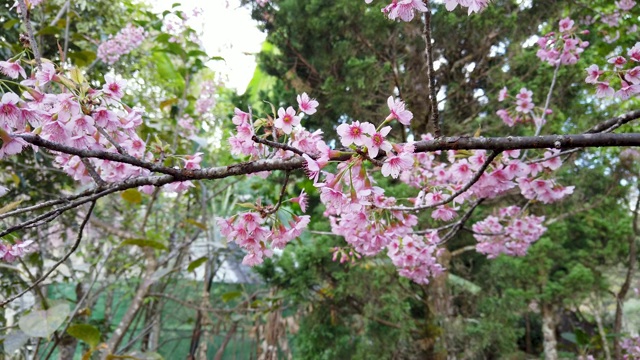 盛开的樱花和粉红色的樱花视频素材