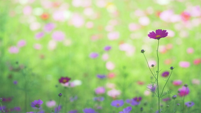 温暖的阳光下美丽的花朵。视频素材