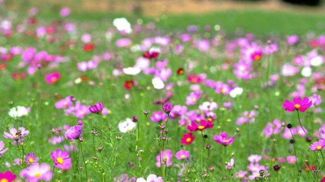 温暖的阳光下美丽的花朵。视频素材