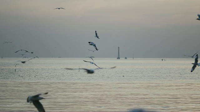 许多海鸥在日落。视频素材