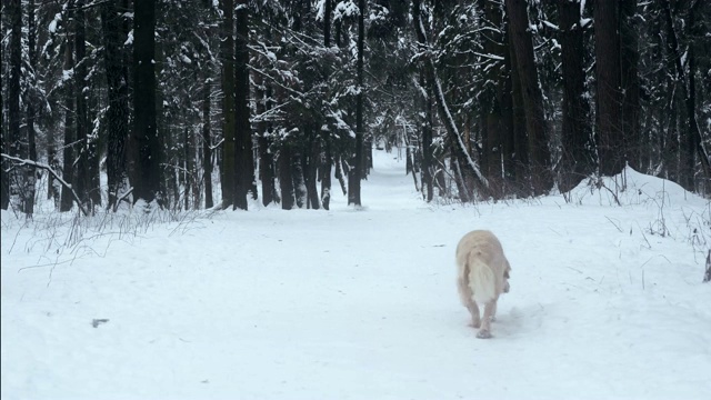 大自然中的宠物——一只美丽的金毛猎犬在冰雪覆盖的森林里散步视频素材