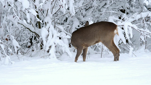 雪地里的狍。Capreolus Capreolus。冬天的野生狍。视频素材