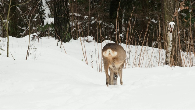 雪地里的狍。Capreolus Capreolus。冬天的野生狍。视频素材