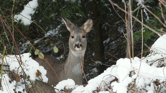 雪地里的狍。Capreolus Capreolus。冬天的野生狍。视频素材