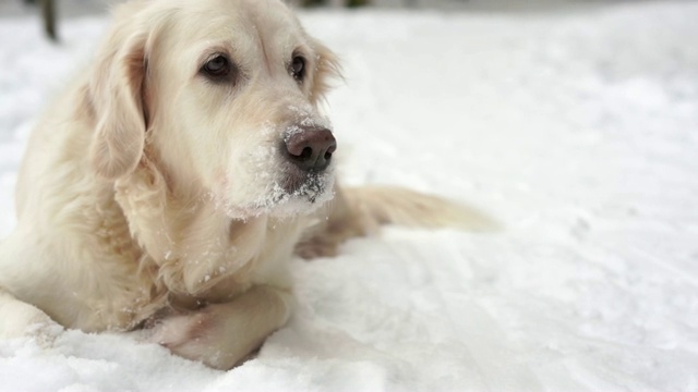 大自然中的宠物——一只美丽的金毛猎犬坐在冰雪覆盖的森林里视频素材