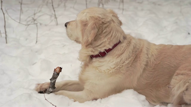 大自然中的宠物——一只美丽的金毛猎犬在白雪覆盖的森林里与主人木棍玩耍视频素材