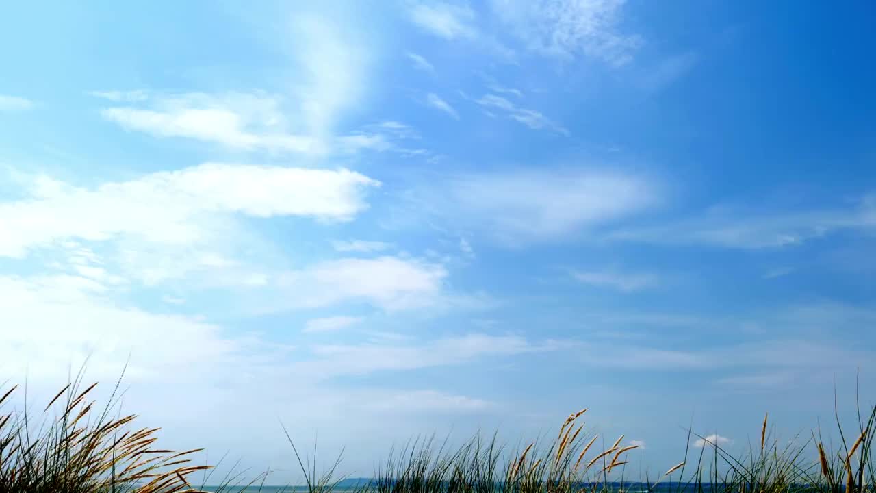 海鸥，蓝天，沙丘和长草。视频素材