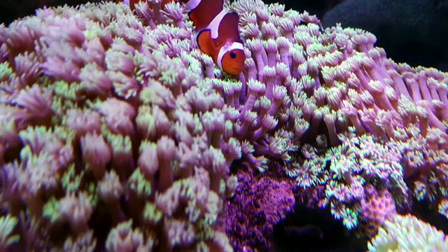 优雅的珊瑚在盐水水族馆视频素材